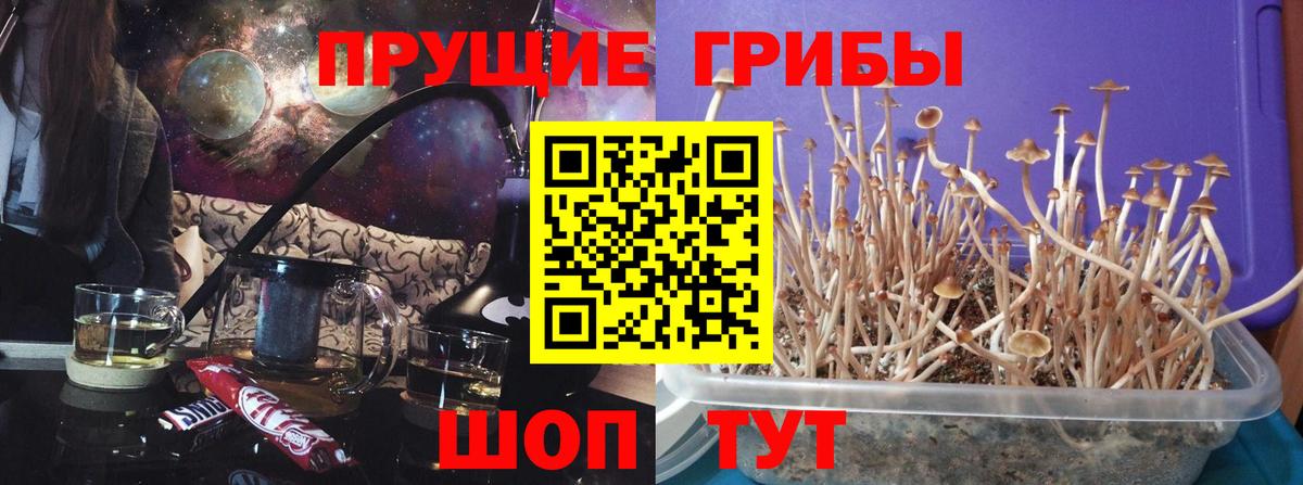 как найти   Псилоцибиновые грибы Psilocybine cubensis  Вход с VPN  Арсеньев 